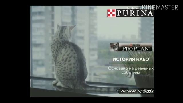 Реклама purina 2019 смотреть онлайн