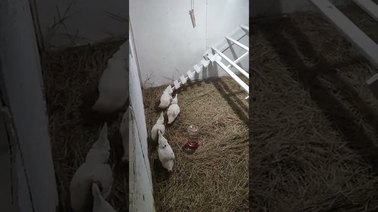 Переехали))) смотреть онлайн