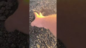 Замерзшая картошка взошла)))