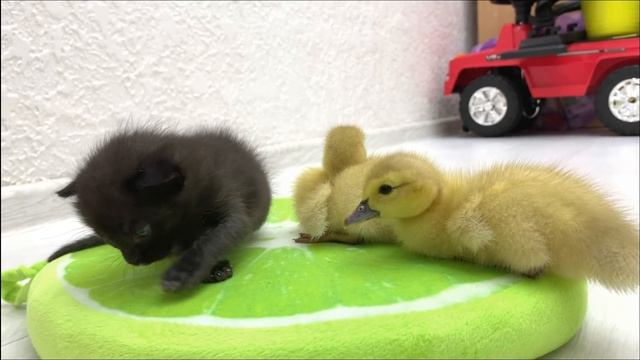 Foster kitten and little ducklings want to be friends | Who will make the first move? смотреть онлайн