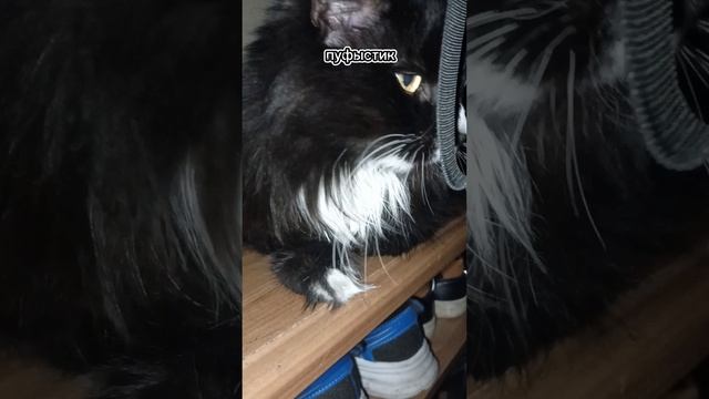 мой кот смотреть онлайн