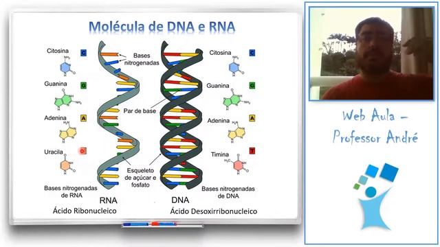 Citologia III - Núcleo (material genético) смотреть онлайн