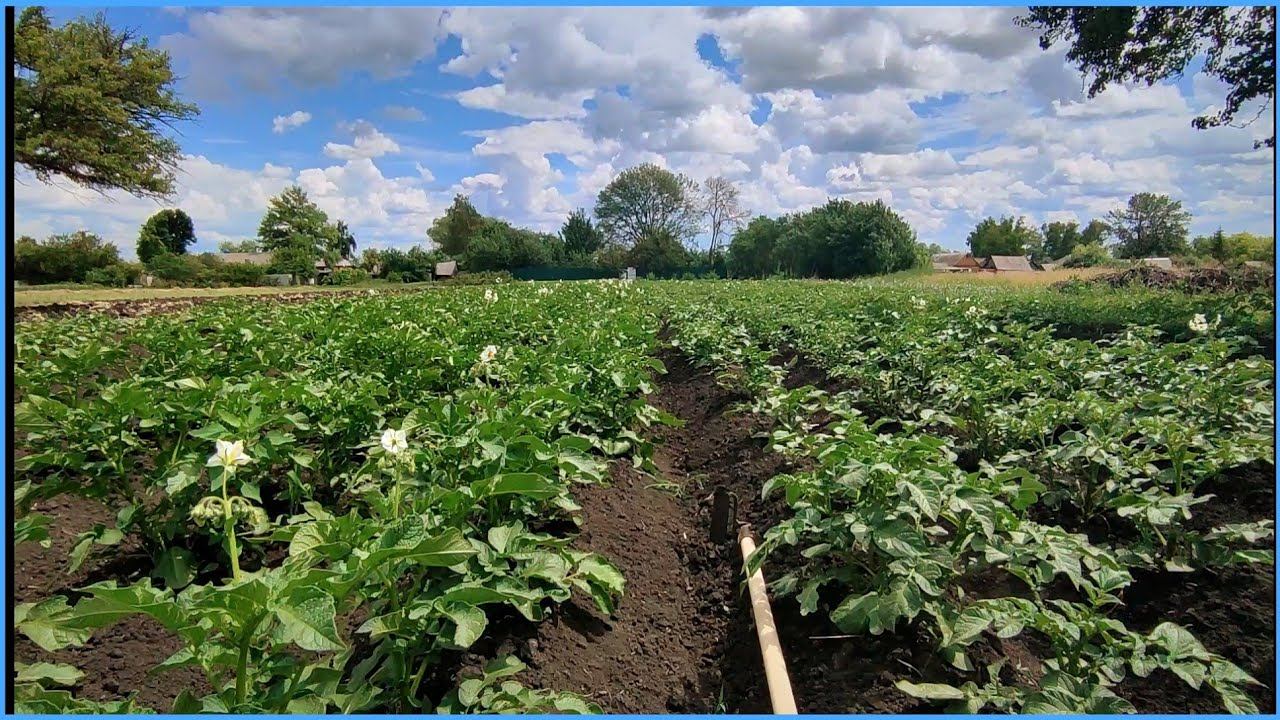 КОЛОРАДСКОГО ЖУКА НЕТ! Огородный сезон 2022 смотреть онлайн