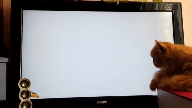 Как кошка Машка охотилась. смотреть онлайн