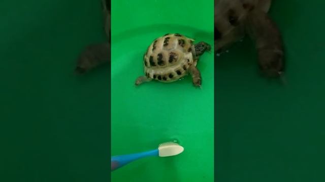 #купання #черепаха 🚿🛁 🐢Відео як правильно купати черепаху сухопутну. #Домашній_зоопаркЯсі смотреть онлайн