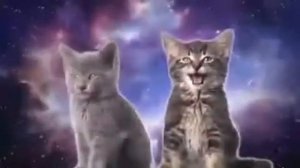 кошки поют замечательную песню