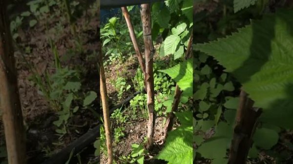 Маравилла(вредители болезни и препараты)