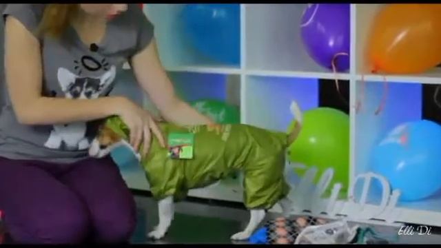 Самая, самая, самая лучшая собака на Ютубе🐕/ Elli Di Fans. смотреть онлайн