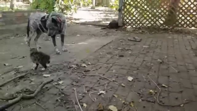 кошка ваще норм смотреть онлайн