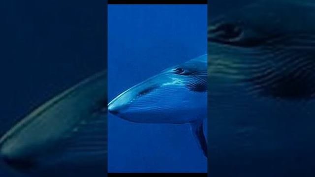 Что значит правильный кит? смотреть онлайн