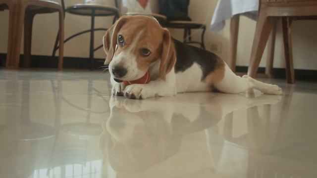 Beagle Puppy Got A New Red Ball To Play With 🏀🏀🏀 Or Is He Going To Eat It?? 😂 смотреть онлайн