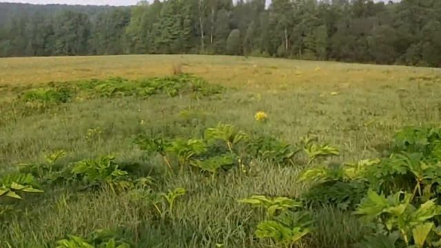 Русский спаниель ищет коростеля Russian Spaniel seeks corncrake смотреть онлайн