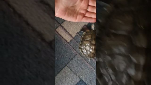 Как развлекается черепаха, а как я having fun with a turtle смотреть онлайн