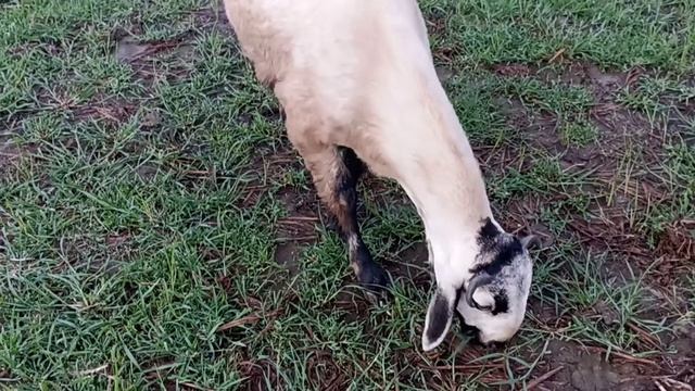 how to drench calcium tonic-calcium tonic for sheep-calcium tonic foranimal@villagemultifarming4577 смотреть онлайн