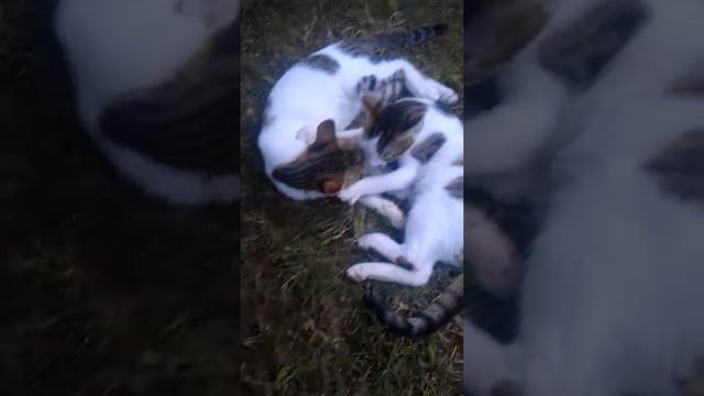 Кошачья гомодрама "Сласть-яйца" смотреть онлайн