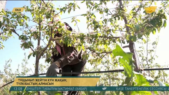 Тұщынып жейтін күн жақын Түлкібастың алмасын смотреть онлайн
