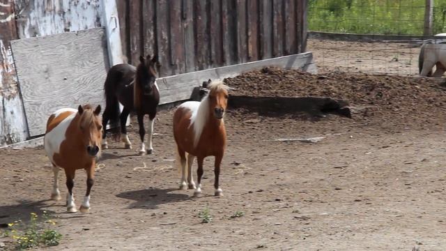 Barefoot Minis - Good Morning, Girls! смотреть онлайн