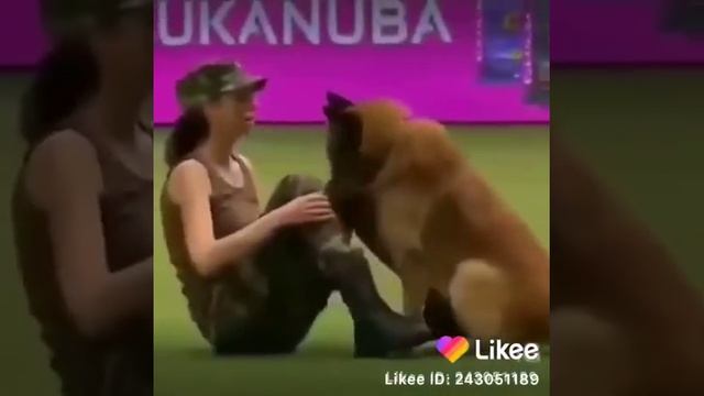 Какие же всьотаки собаки умные очень смотреть онлайн