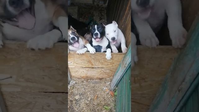 американский булли покет девочки от 60тыс.р... Челябинск... доставка смотреть онлайн