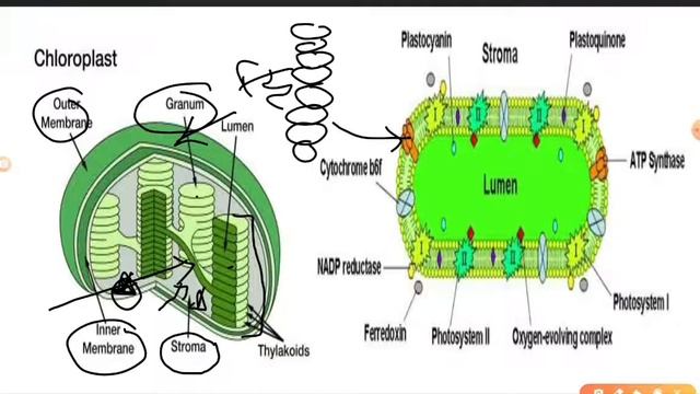 Photosynthesis, Part first, Botany смотреть онлайн