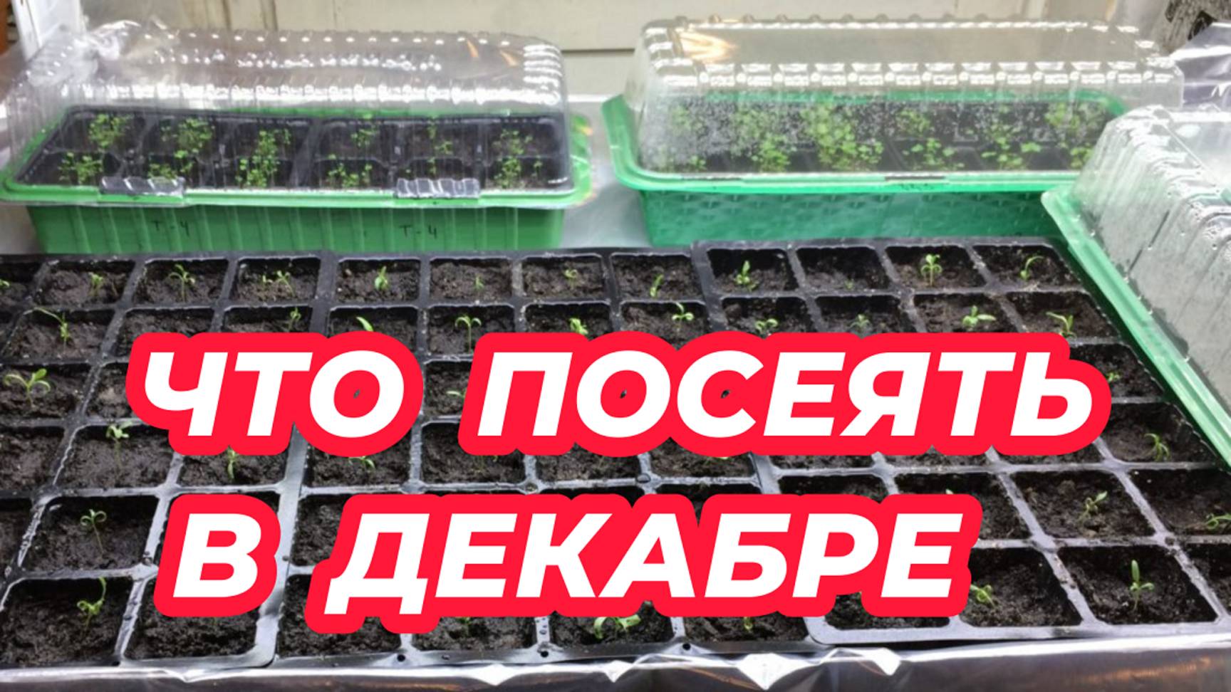 ЧТО ПОСЕЯТЬ В ДЕКАБРЕ 2024 года? Какие растения пора сажать в декабре на рассаду смотреть онлайн