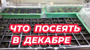 ЧТО ПОСЕЯТЬ В ДЕКАБРЕ 2024 года? Какие растения пора сажать в декабре на рассаду