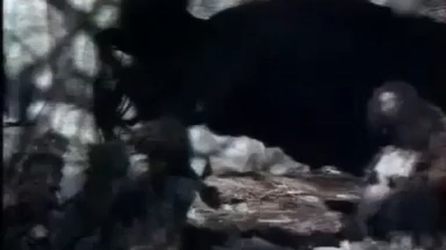 История последнего неандертальца 2 смотреть онлайн