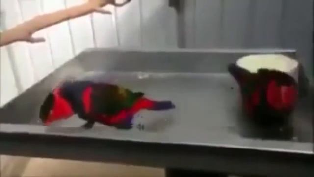 Смешные коты, собаки!!!!! смотреть онлайн