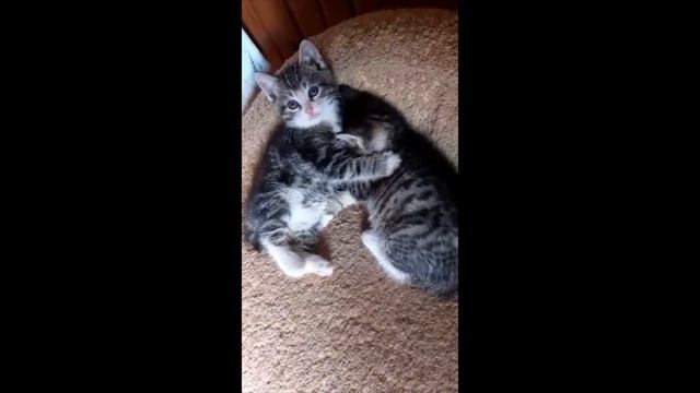 Котята 1,5 месяца смотреть онлайн