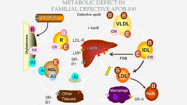 Cardiovascular Updates with Dr. Huang смотреть онлайн