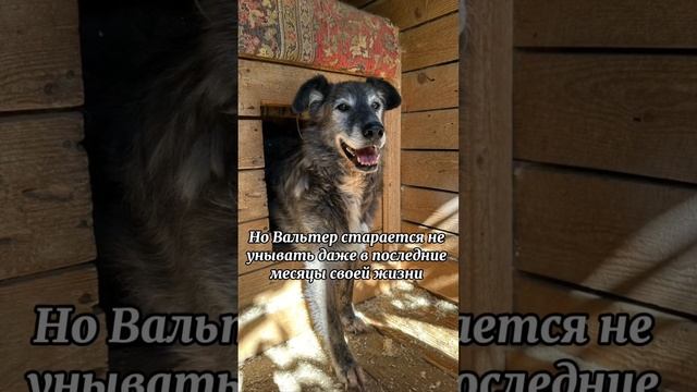 Прожить всю жизнь в одиночестве 🥺 и не перестать верить #shortvideo #собака смотреть онлайн