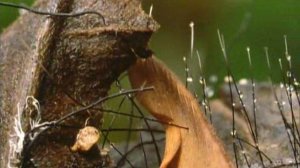 BBC: Невидимая жизнь растений 1 сезон 4 серия (документальный сериал, 1995)