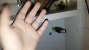 Подготовка к нересту петушков