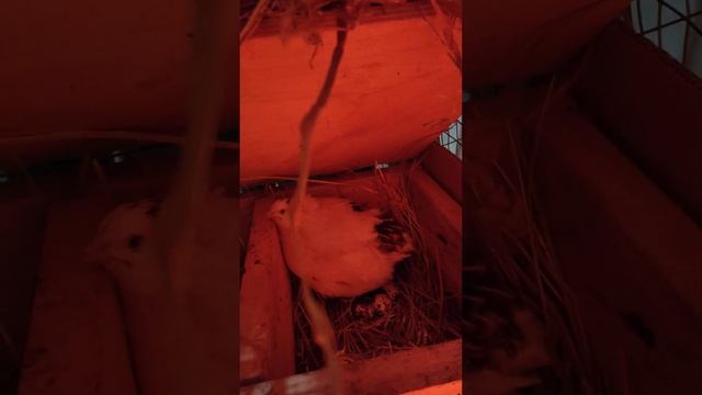 Перепёлка наседка. смотреть онлайн