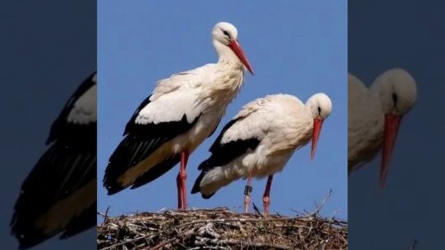 Аистообразные