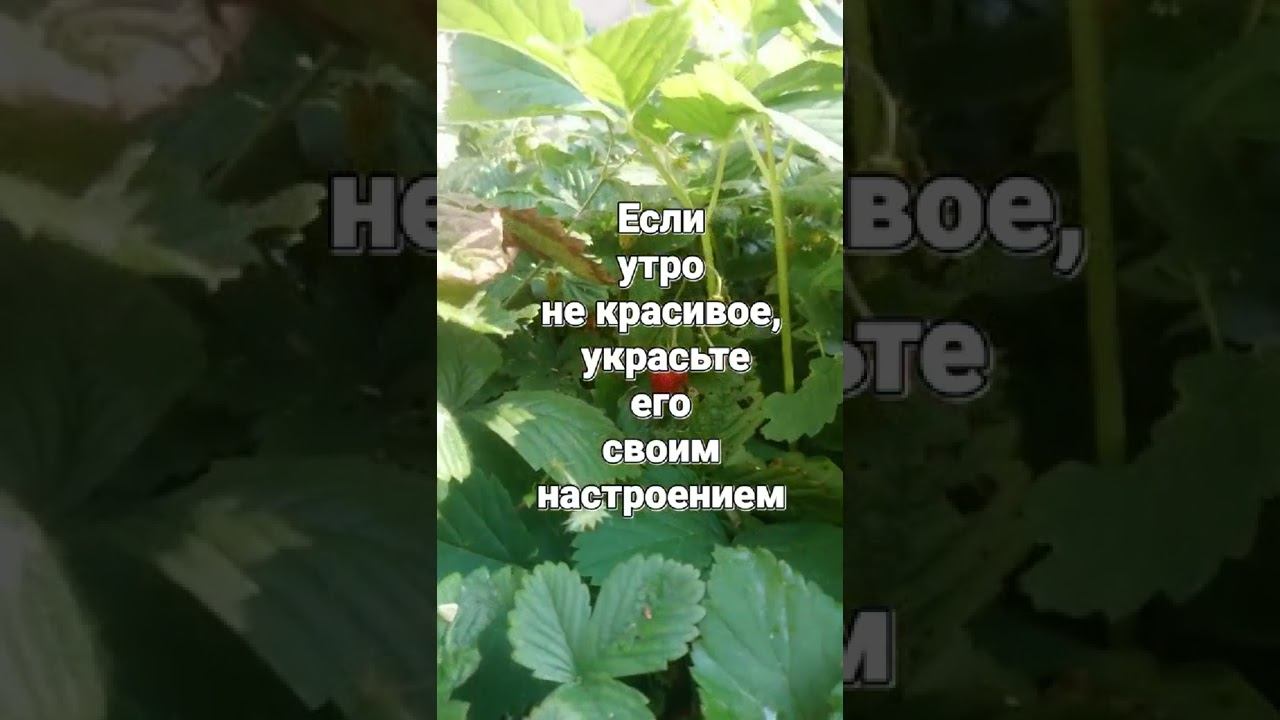 Если утро не красивое, украсьте его свои настроением.