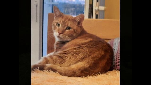 Орлан для Ютюб