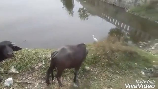 Удайпур смотреть онлайн