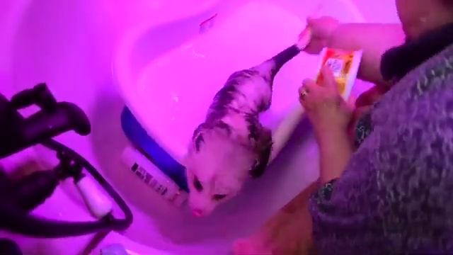 Mango Opossum's first bath SD 480p смотреть онлайн