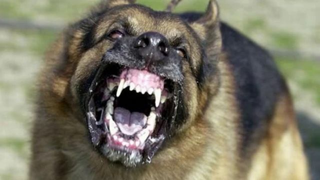 топ 5 самых опасных собак