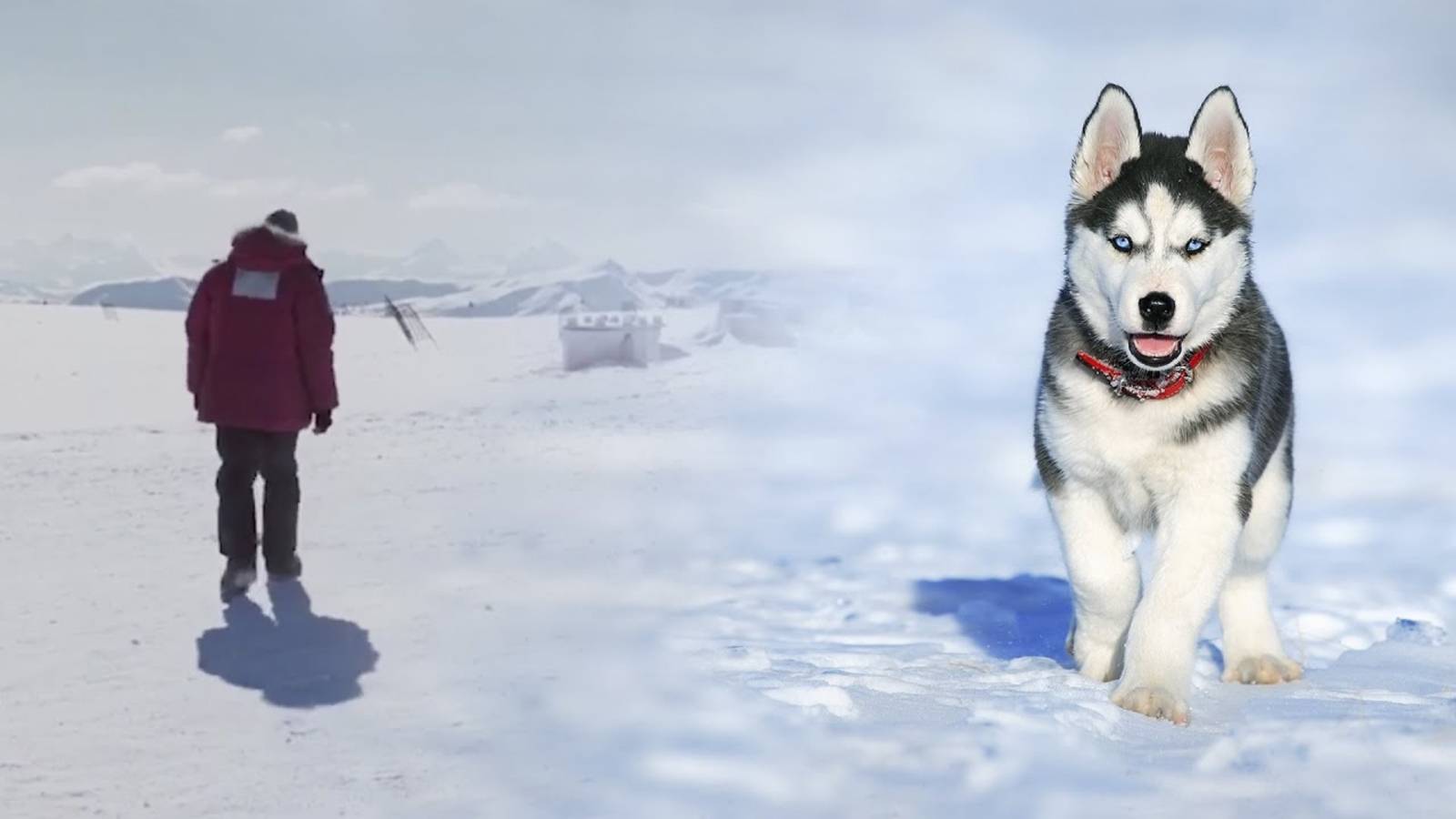 Путник - Наталия Лансере - Собака спасает человека, человек спасает собаку смотреть онлайн