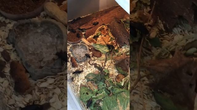 Зофобас. Содержание и Разведение.  Superworms Morio