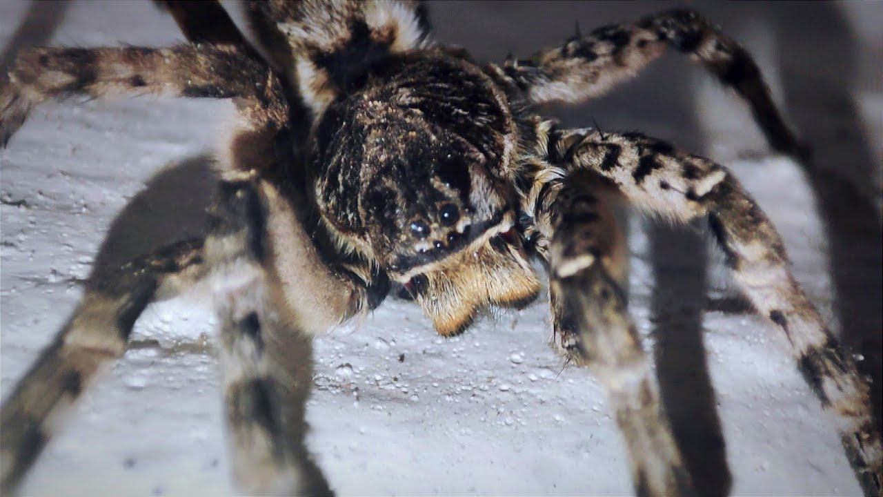 СТРАШНЫЙ ЗВЕРЬ в ПОДВАЛЕ!!! смотреть онлайн