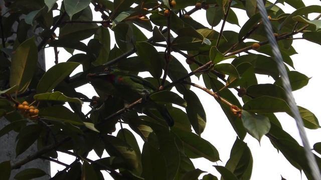 Пестроголовый бородастик, самец (Psilopogon mystacophanos) Red throated barbet смотреть онлайн