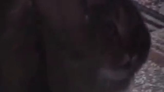 Вот это прикол! Говорящий кот! Ржака полная! смотреть онлайн