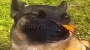 Собака с бабочкой на носу 1 час