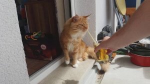 Майкун Самая благородная порода кошек