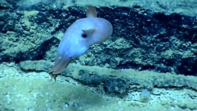 Dumbo Octopus(Grimpoteuthis): flap ear-like fins to propel upwards смотреть онлайн