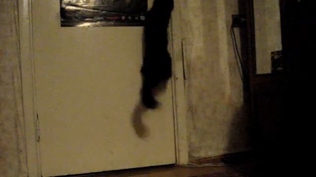Кошка открывает дверь смотреть онлайн