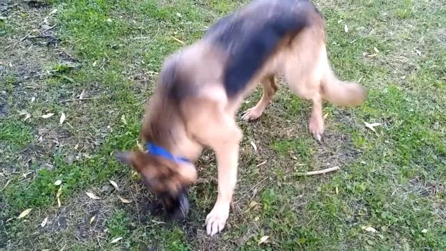 слабоумие и коряга